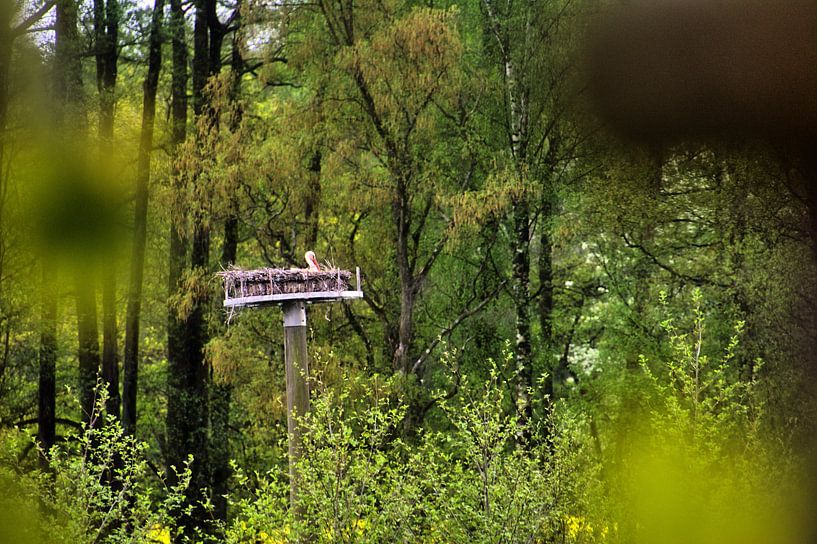 Vue sur le nid de cigognes par Edgar Schermaul