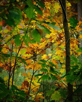 Herfst in het bos de bladeren worden geel van Eugenio Eijck