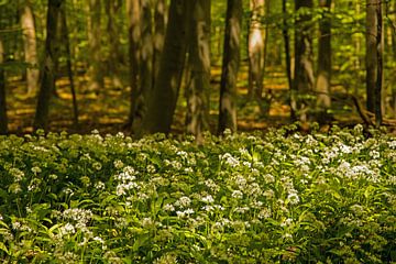 Wilde knoflook in bloei in het Hainich National Park van Alexander Ließ