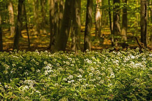Wilde knoflook in bloei in het Hainich National Park