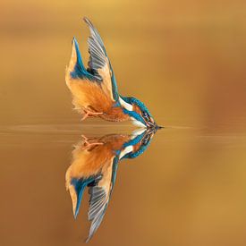 The perfect reflection... by Wim Hufkens