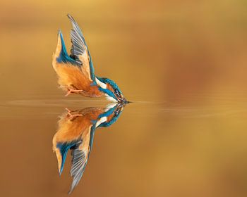 Das perfekte Spiegelbild...