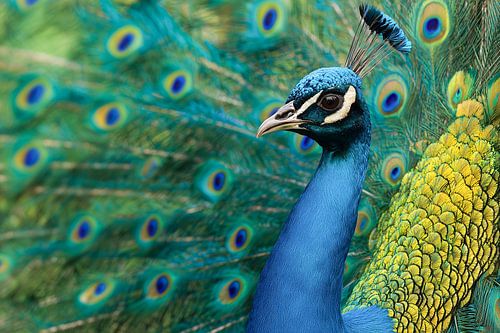 Blauwe pauw (Pavo cristatus)