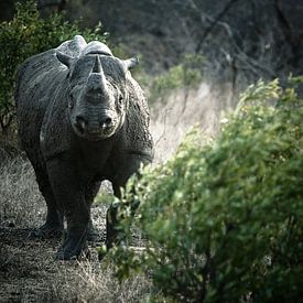 Black Rhino by Jasper van der Meij