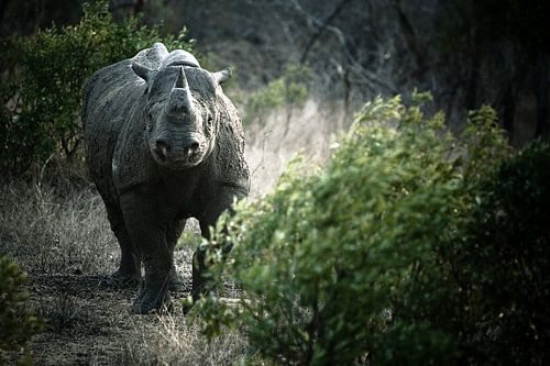 Rhinocéros noir sur Jasper van der Meij