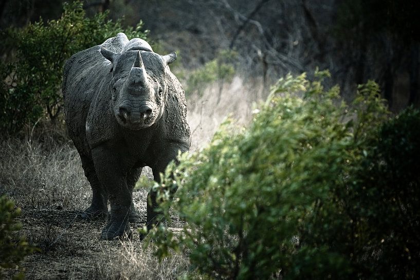Black Rhino van Jasper van der Meij