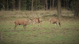 Herten, Zwijnen, hert wild zwijn von Gijs van Veldhuizen