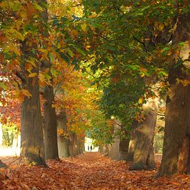 Herfst in proces van Pieter Heymeijer