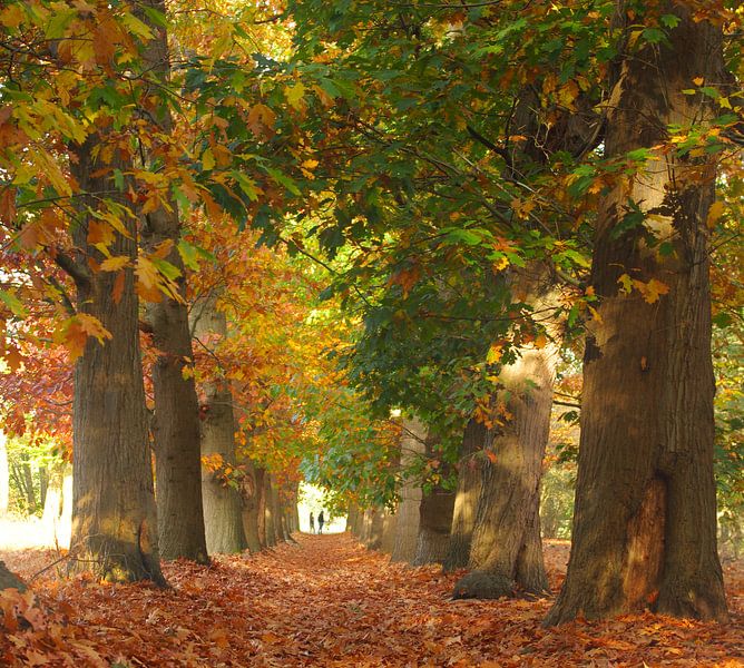 Herfst in proces by Pieter Heymeijer