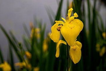 Lis (yellow Lis) by Marly De Kok