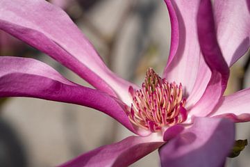Tulip magnolia (Magnolia liliiflora) by Alexander Ludwig