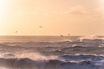 Schwarzer Strand | Island | Wellen | Vögel