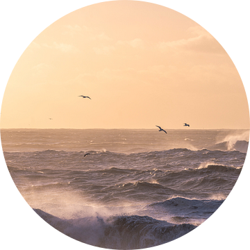 Black beach | IJsland | golven | vogels