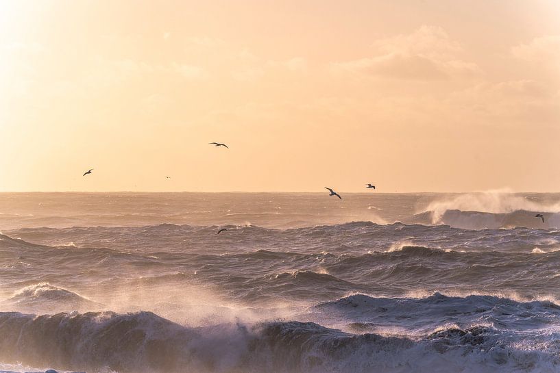 Black beach | IJsland | golven | vogels van Femke Ketelaar