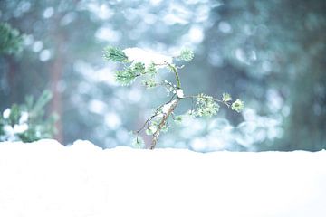Klein boompje met sneeuw in de winter van Nanda Bussers