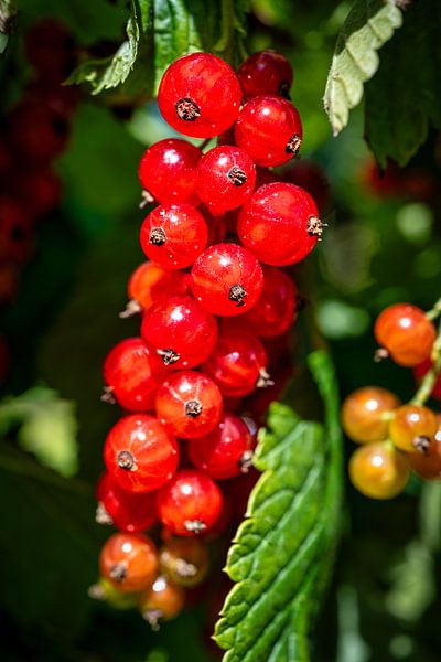 Vue d'une grappe de groseilles rouges par Andreas Völkel