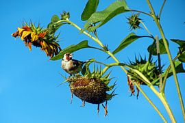 Der Stieglitz inmitten der Sonnenblumen von wil spijker