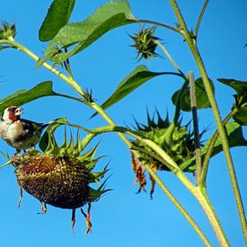 Der Stieglitz inmitten der Sonnenblumen von wil spijker