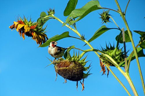 Het puttertje gepit tussen de zonnebloemen