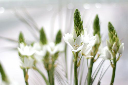 Lente bloemen