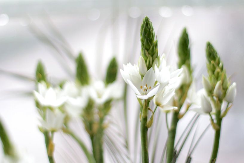 Lente bloemen van Marianna Pobedimova
