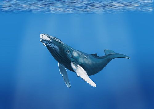 Bultrug walvis in de oceaan by Hans van Gurp