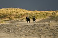 Duinen. Paarden