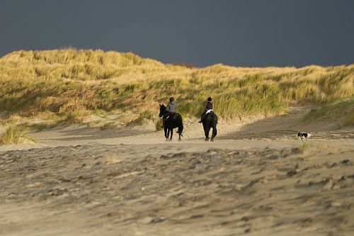 Dunes beach. Horses