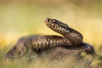 Vipère (Vipera berus)