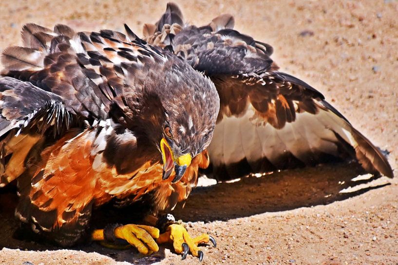 ein Habicht Greifvogel von Werner Lehmann