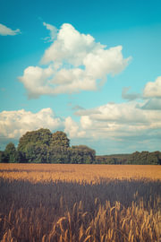 Frederikshøj Mark by rosstek ®