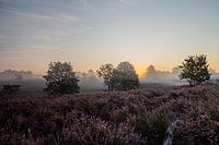 Magische zondsopgang op de Mechelse heide (belgie)