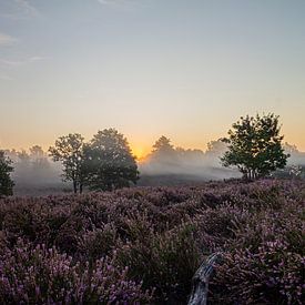 Magical sunrise on the Mechelse Heide (Belgium) by Debbie Kanders
