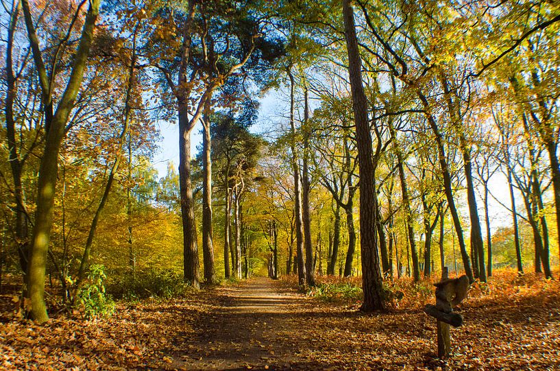 Bospad par Tanja de Boer