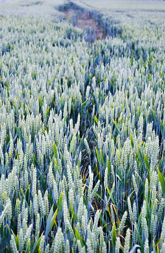 Die velden / Those fields 