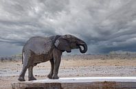 Elephant cooling off at a waterhole in Namibia, Africa by Patrick Groß thumbnail