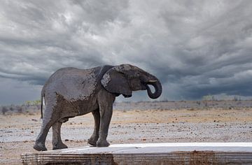 Eléphant se rafraîchissant à un point d'eau en Namibie, Afrique sur Patrick Groß