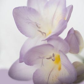 Lila bloem von Birgitta Tuithof