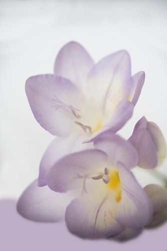 Lila bloem sur Birgitta Tuithof