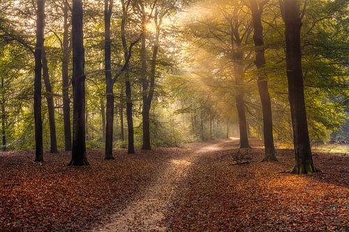 Op zoek naar het licht in een herfstbos