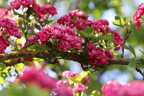 Red Hawthorn