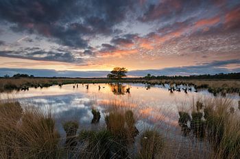 Parc national Sunset Dwingelderveld Drenthe