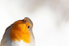 Robin Redbreast in Winter by Thomas Thiemann