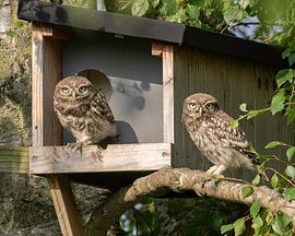 Young little owls by Ard te Kloeze