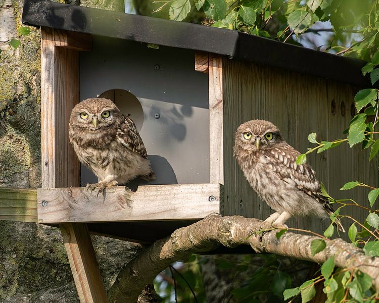 Young little owls by Ard te Kloeze