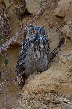Eagle Owl ( Bubo bubo ), young bird, sitting in a steep sand cliff van wunderbare Erde
