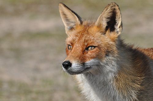 vos in mooi zonlicht