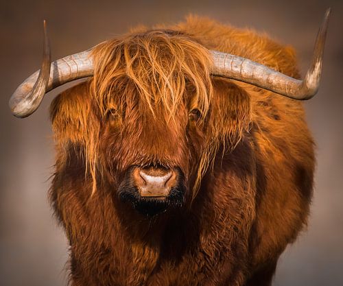Scottish Highlander