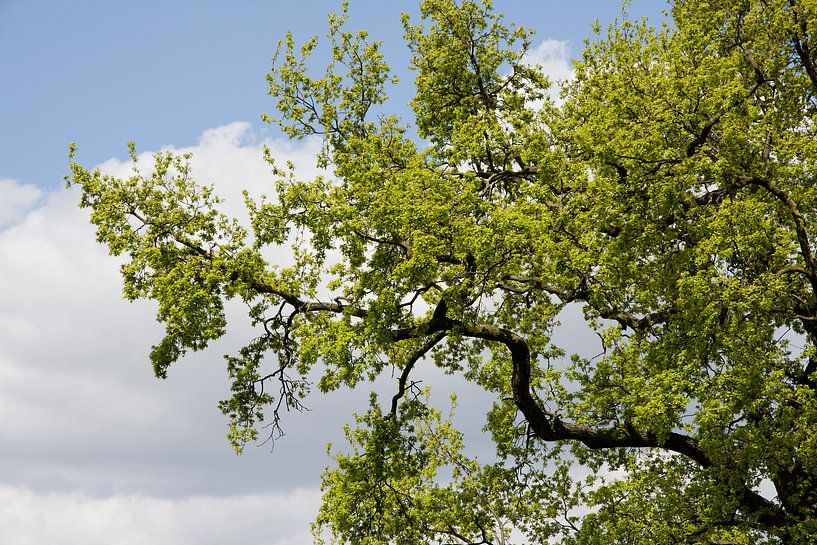Boom tegen wolkenlucht von Renate Coenen