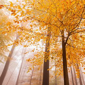 Beuk in herfstkleur in het Muziekbos van Sandy Spaenhoven Photography